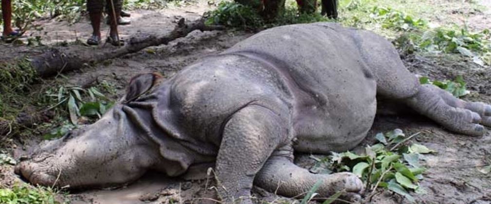 four-rhinos-die-in-cnp-in-past-two-months